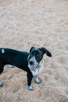 A black and white dog standing on a sandy beach looking playful and alert.