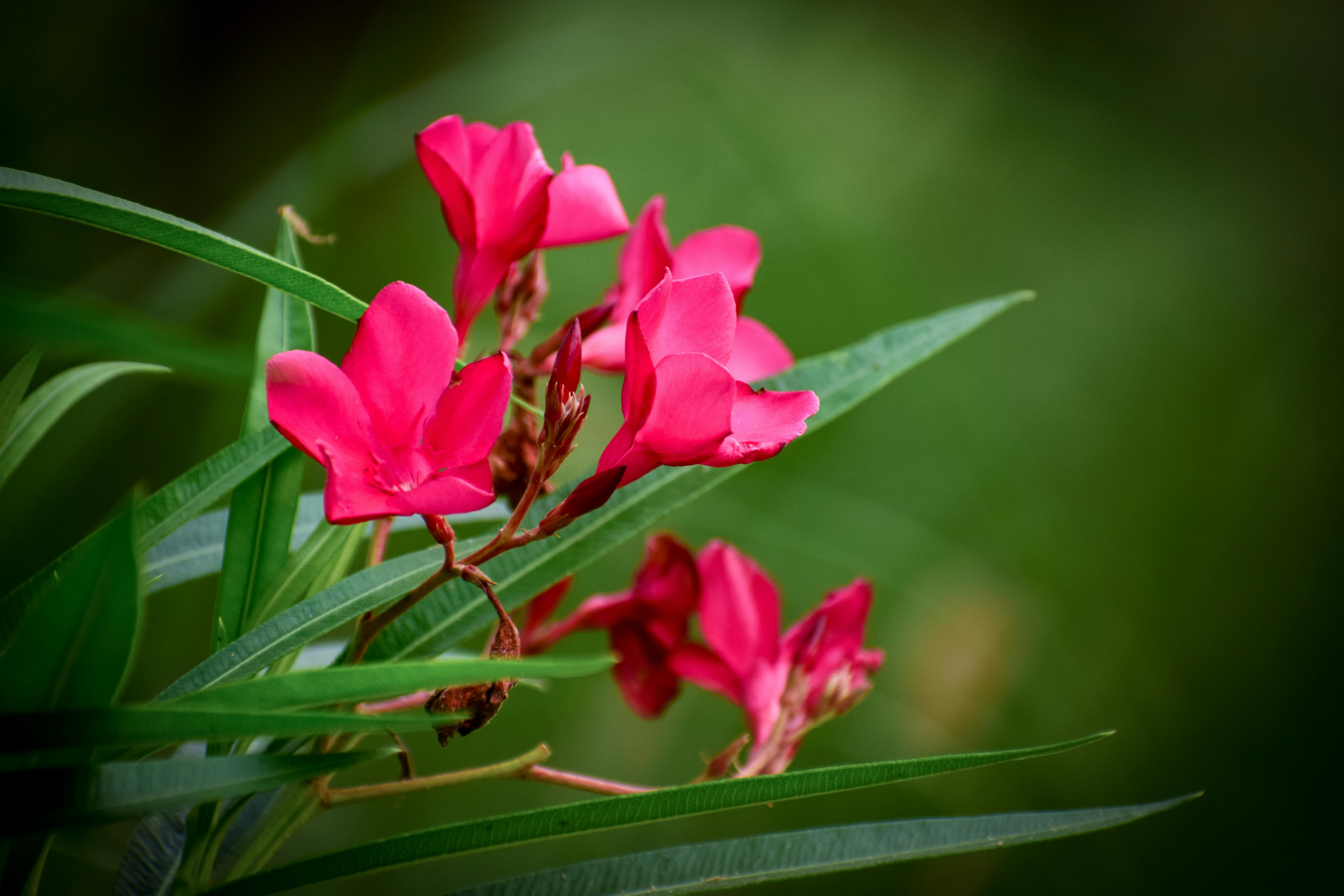 Photo Gratuite De Fleur Rose Fleurs Fond Décran Nature