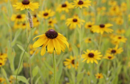Free A lively close-up of blooming black-eyed susan flowers in a summer garden. Stock Photo