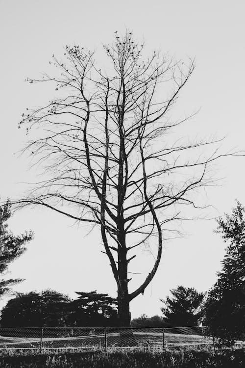 Grayscale Photo of Bare Tree