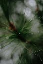 Close-up of Dewdrops on Pine Needles