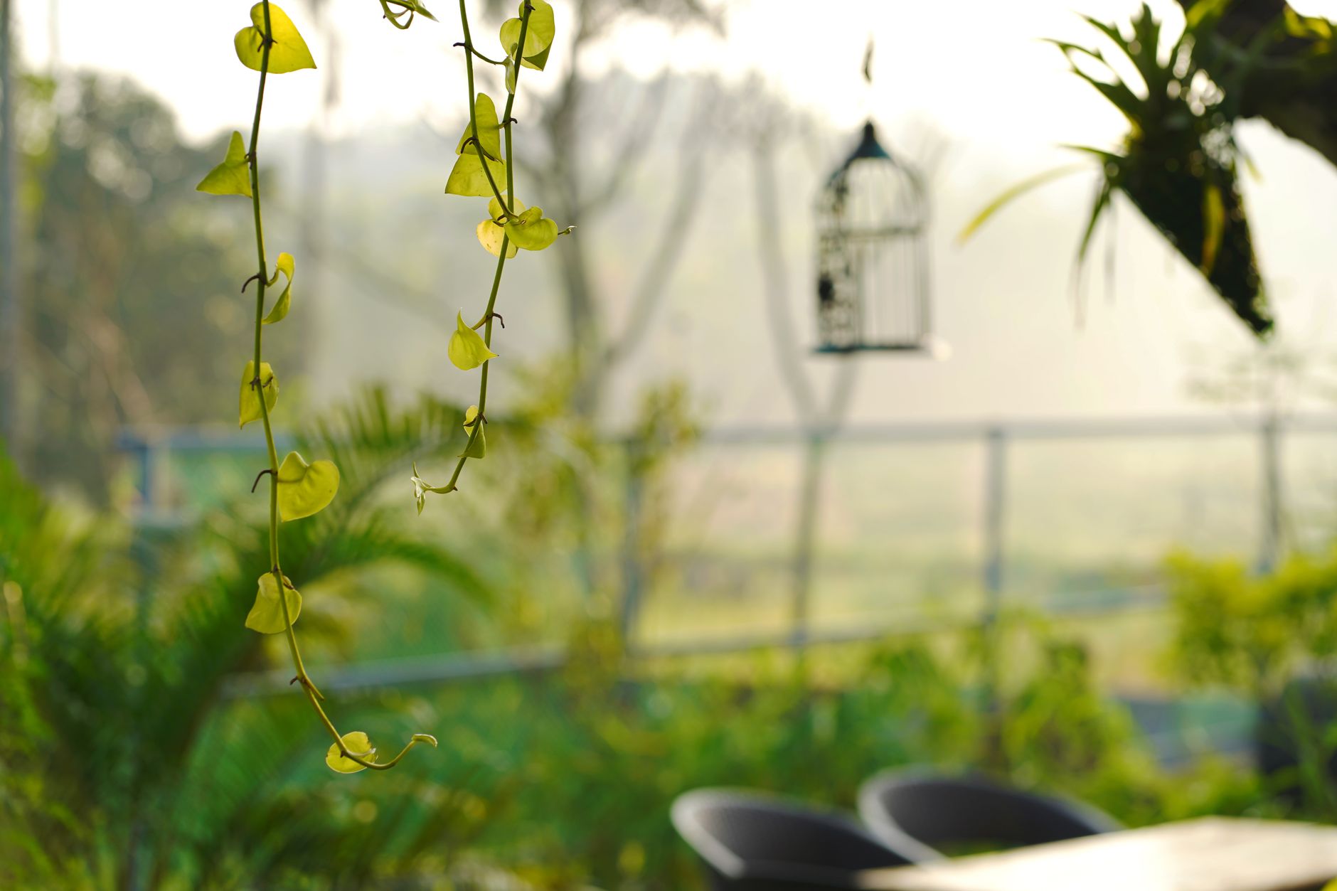 Avocado Cottages Coorg: A Stay Among Spice Gardens