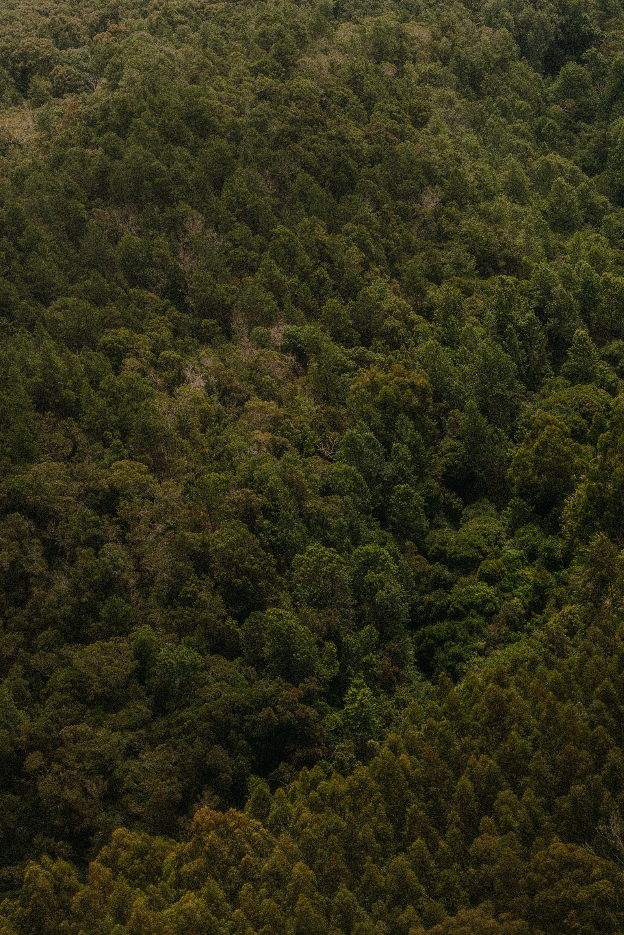 Aerial View of a Green Forest · Free Stock Photo