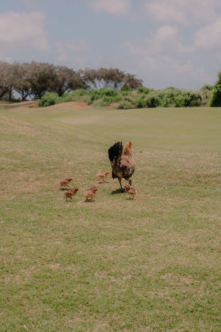 Hen And Chicken On Grass