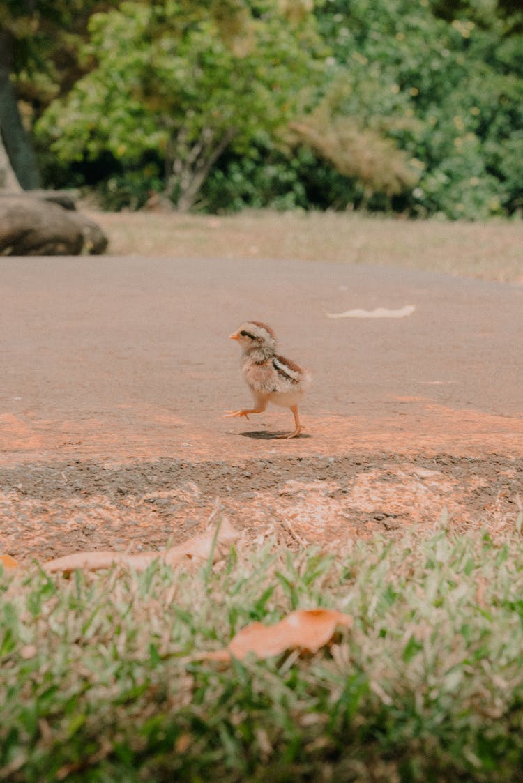 Cute Baby Chick