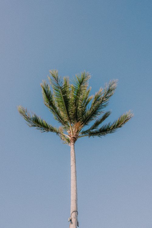 Free A solitary palm tree reaching up towards a clear blue sky, embodying tropical serenity. Stock Photo