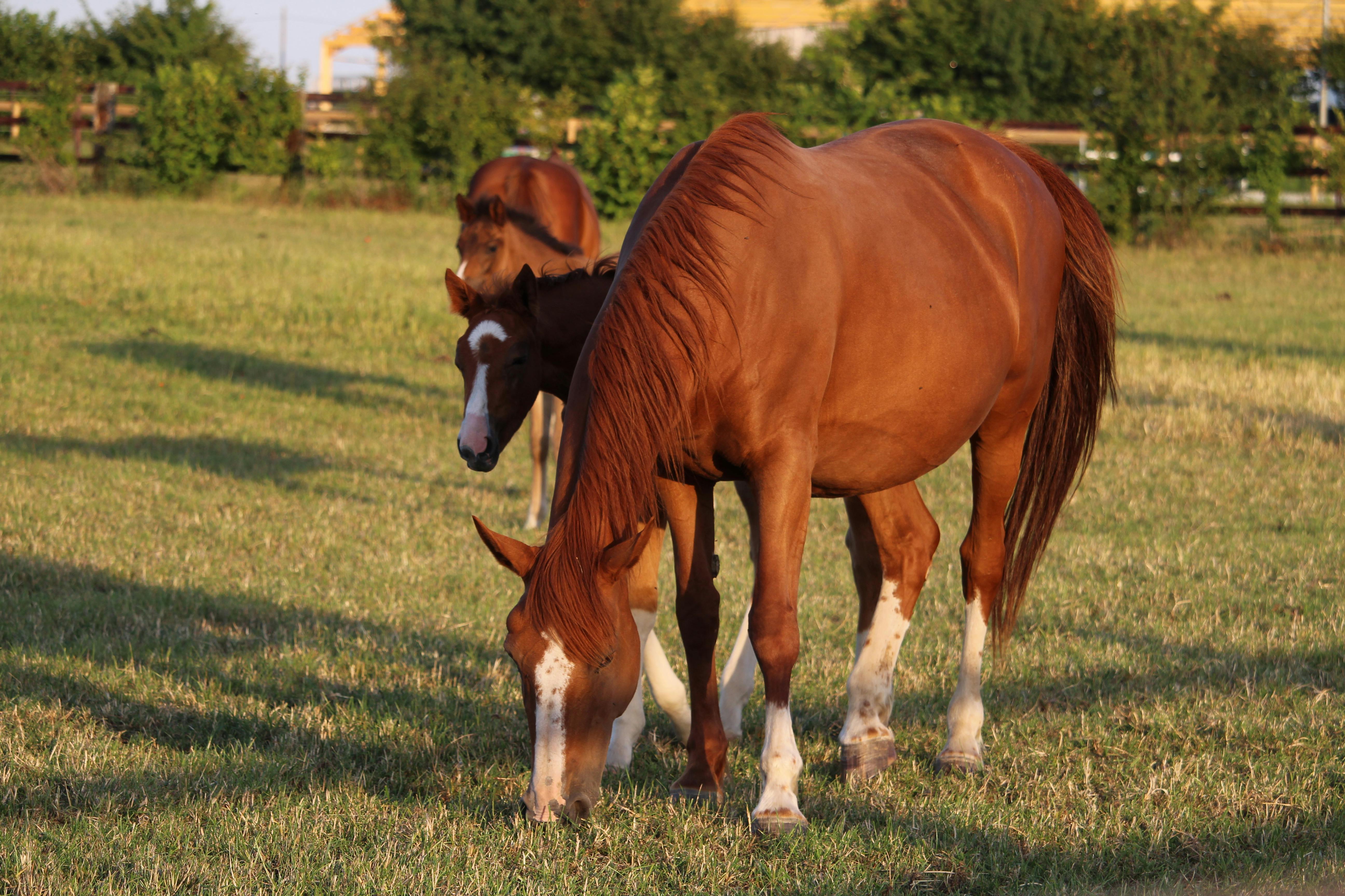 Can you go into ketosis without eating a lot of fat?