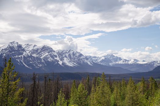 Stunning view of snow-capped mountains and lush pine forest in Alberta, Canada.