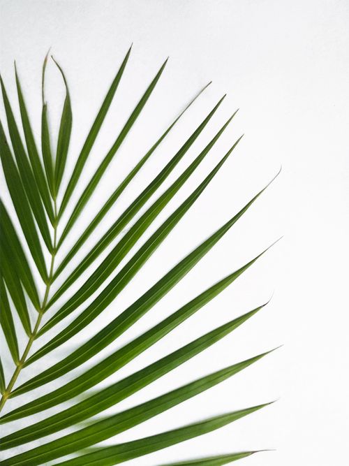 Free A minimalist close-up of a vibrant palm leaf against a serene white background, offering a tropical feel. Stock Photo