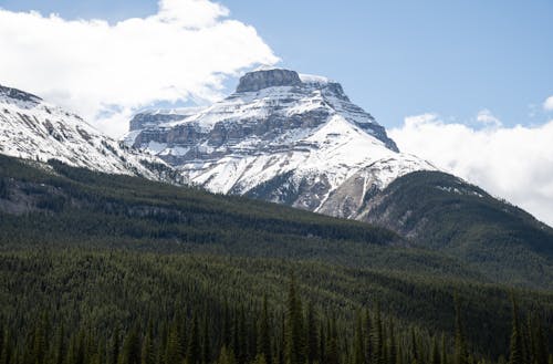 Landscape of Large Snowcapped Mountains and a Conifer Forest 