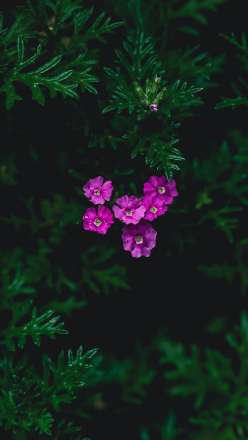 คลังภาพถ่ายฟรี ของ กลีบดอก, การถ่ายภาพดอกไม้, การถ่ายภาพพืช
