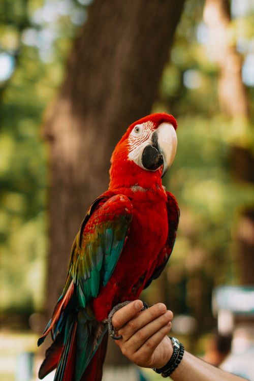 Free Colorful Scarlet Macaw perched on a person's hand in a park, showcasing vibrant feathers. Stock Photo