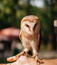 Close-up Photo of a Barn Owl