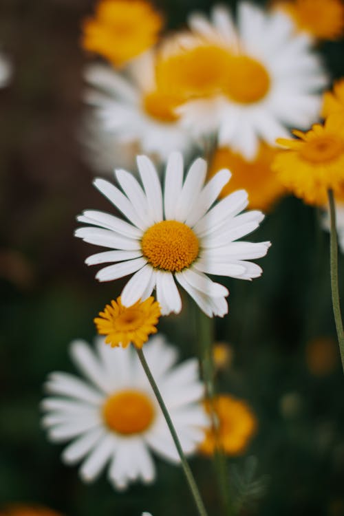 Photo of a Daisy Flower with White Petals