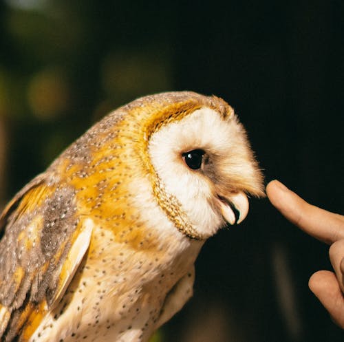 Finger near a Barn Owl