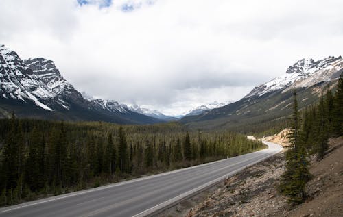 Road Between Trees