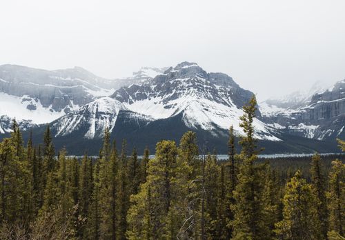 Free Breathtaking view of the snow-capped Rocky Mountains with a pine forest in the foreground, capturing the essence of nature's beauty. Stock Photo