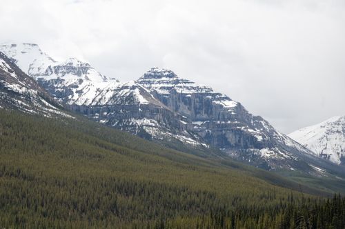 Free Breathtaking view of snow-covered mountains and lush green forest under an overcast sky, perfect for nature lovers. Stock Photo