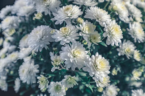 Základová fotografie zdarma na téma aranžování květin, bílá, chryzantémy