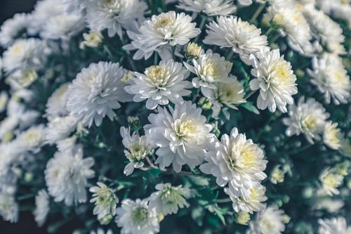 Free A beautiful close-up of white chrysanthemums with a soft, natural background, perfect for floral decoration. Stock Photo