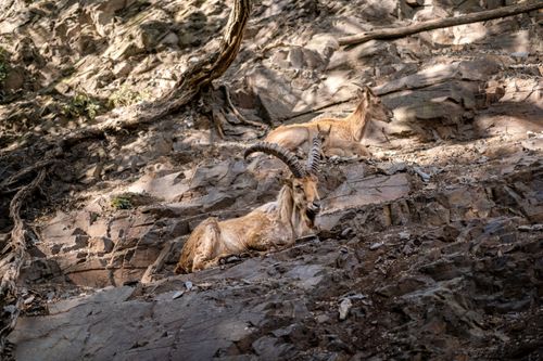 Free Wild goats with impressive horns resting on a rugged, rocky hillside in natural sunlight. Stock Photo