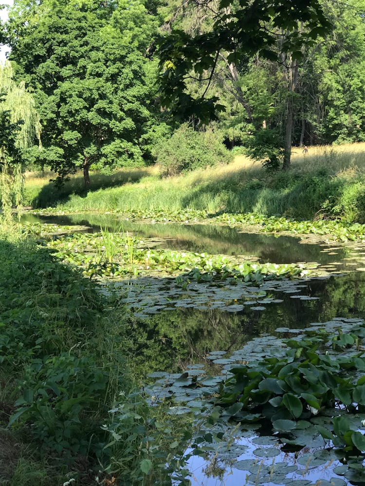 Pond In Park