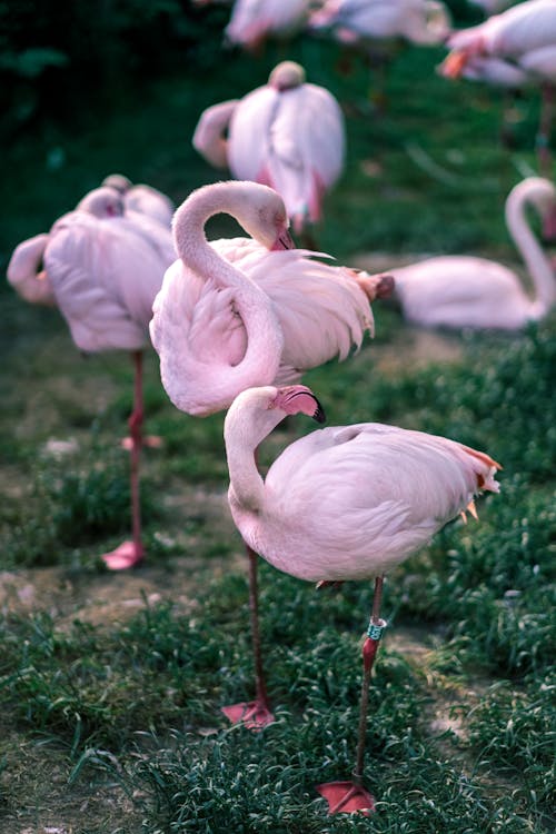 Close up of Sleeping Flamingos