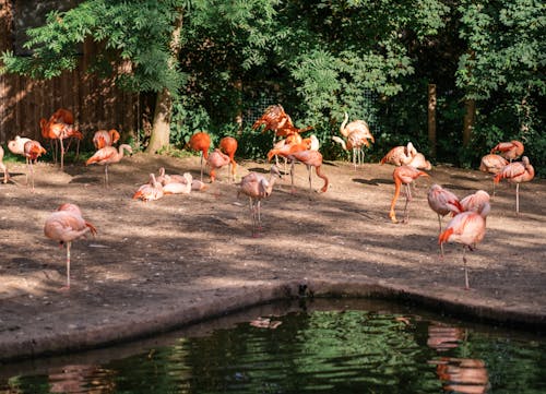 flamingo