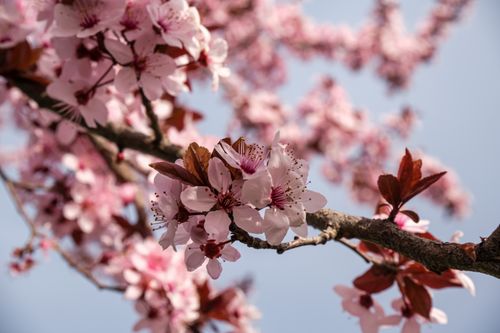 Free Beautiful close-up of pink cherry blossoms in full bloom on a sunny spring day. Stock Photo