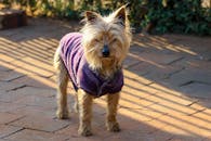 阳光普照的露台上，站着一只穿着紫色毛衣的可爱约克夏犬