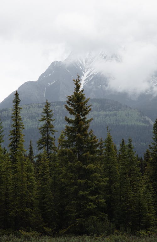 Kostenloses Stock Foto zu bäume, berge, felsig