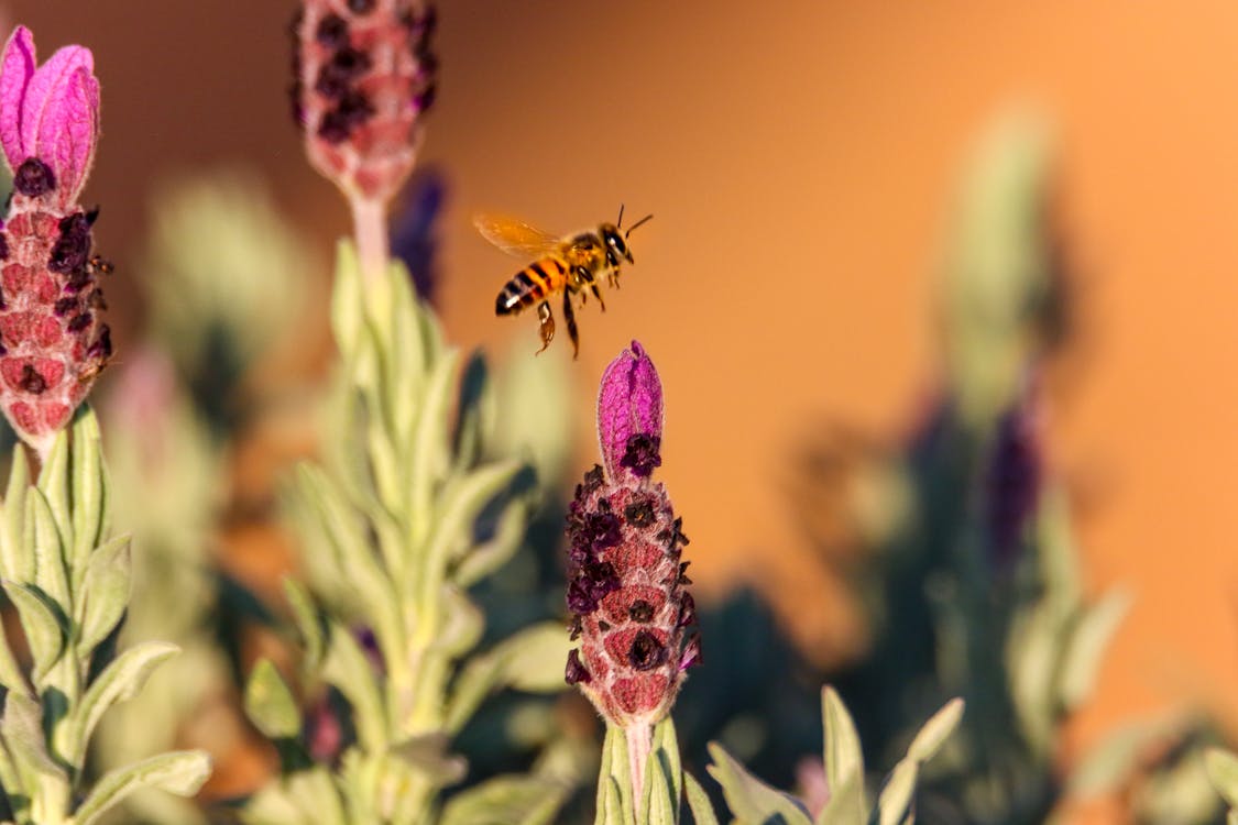 ピンクの花で飛んでいる茶色のミツバチ