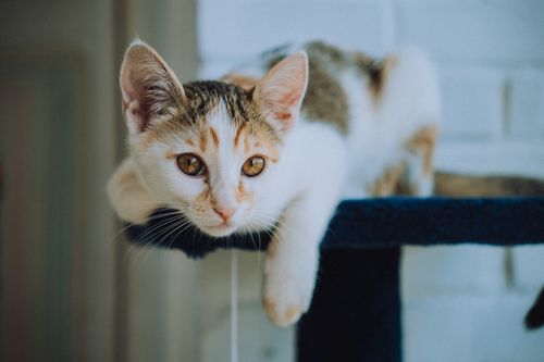 Free Close-up of a cute kitten relaxing on a blue cat tree, indoors. Stock Photo