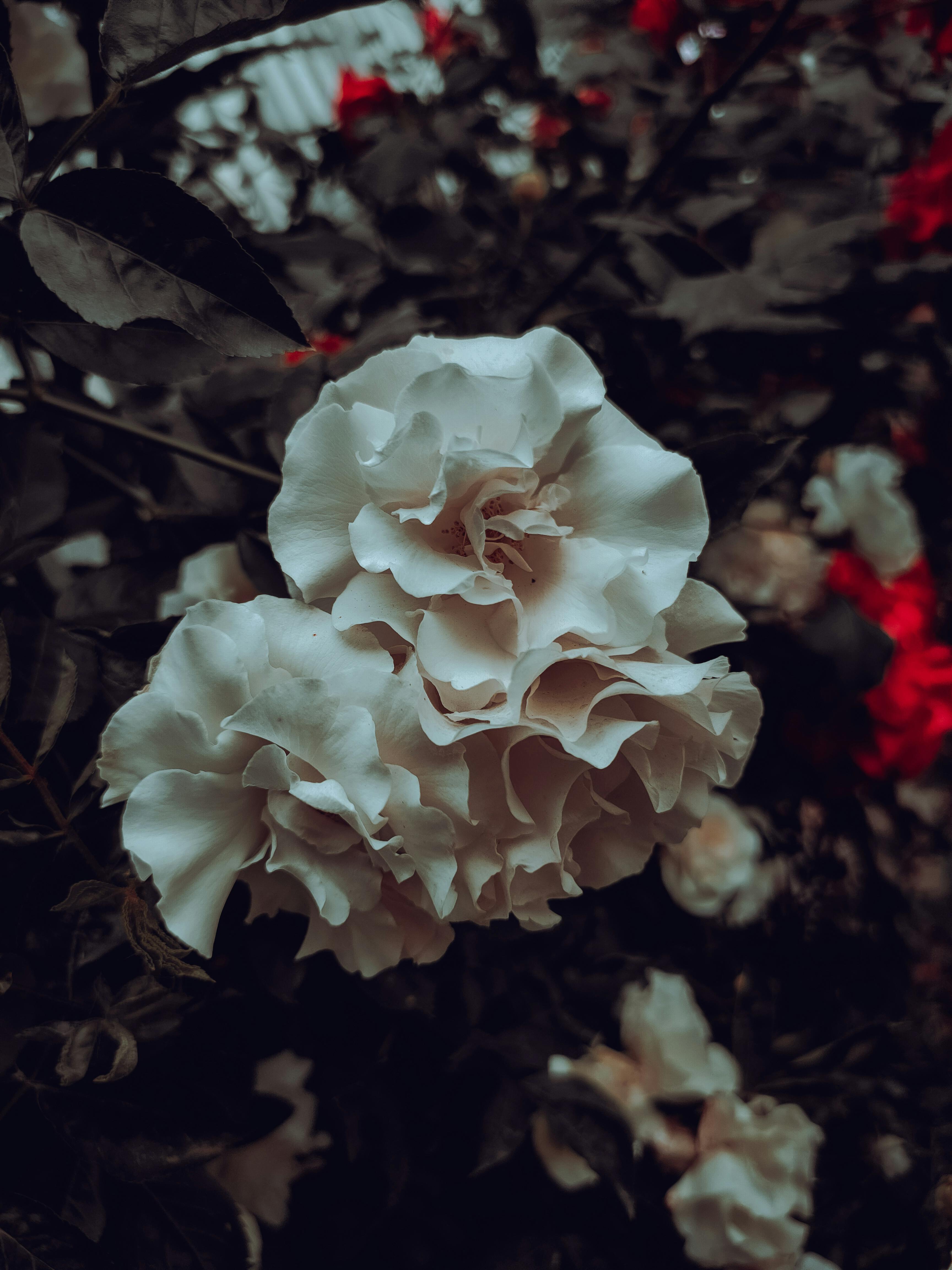 Gardenia White Flowers · Free Stock Photo