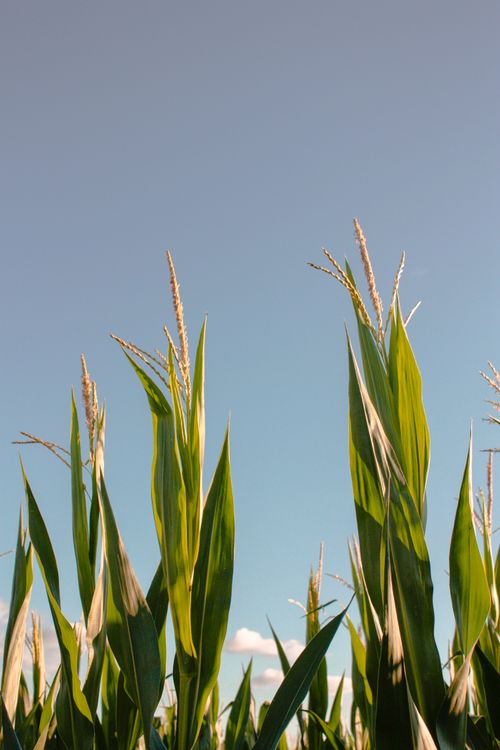 Corn Flowers in the Field ยท Free Stock Photo
