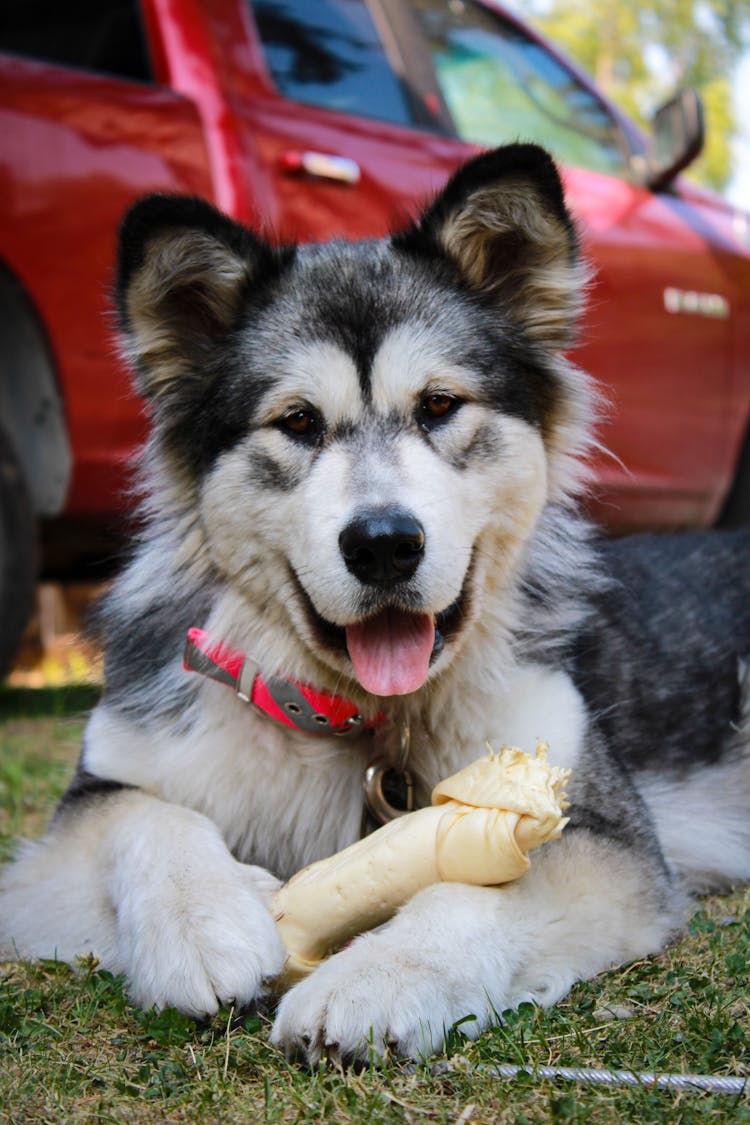 Close-Up Shot Of A Dog With A Bone 