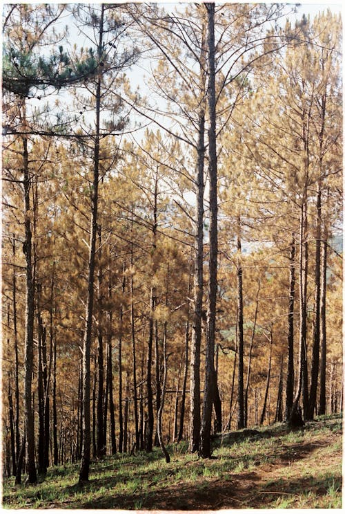 Forest Trees During Autumn