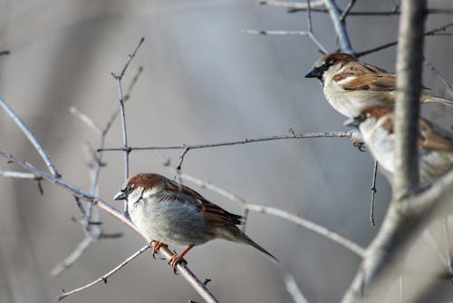 Free Close-Up Shot of Birds Perched on Branches  Stock Photo