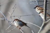 White and Brown Bird on Tree Branch