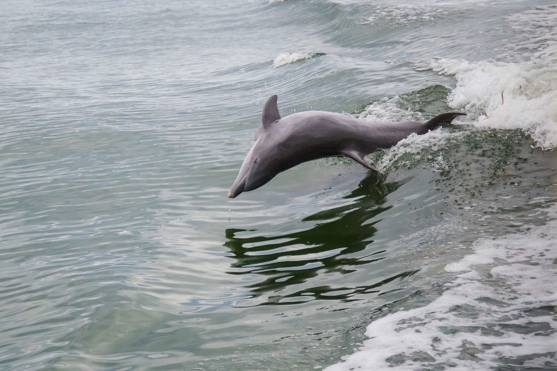 A playful dolphin jumping through the waves in the ocean off the Florida coast.