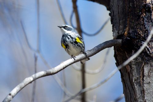 Free Captivating image of a Yellow-rumped Warbler perched on a tree branch in early spring. Stock Photo