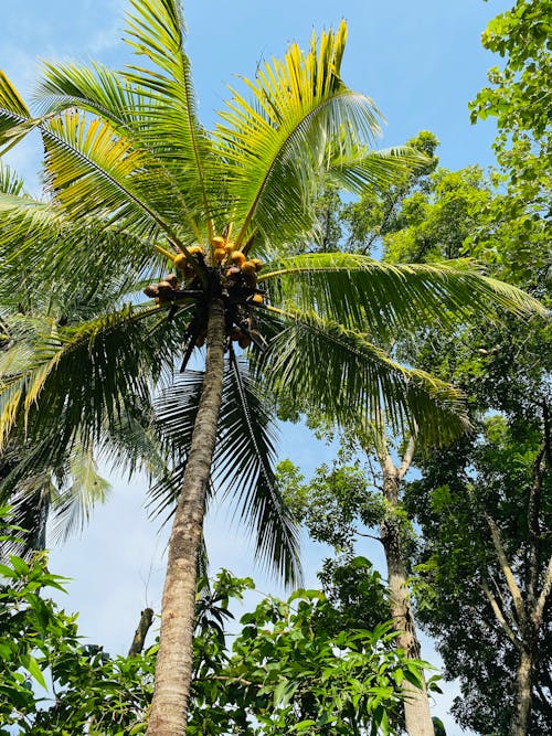 Green Coconut Tree Under Blue Sky