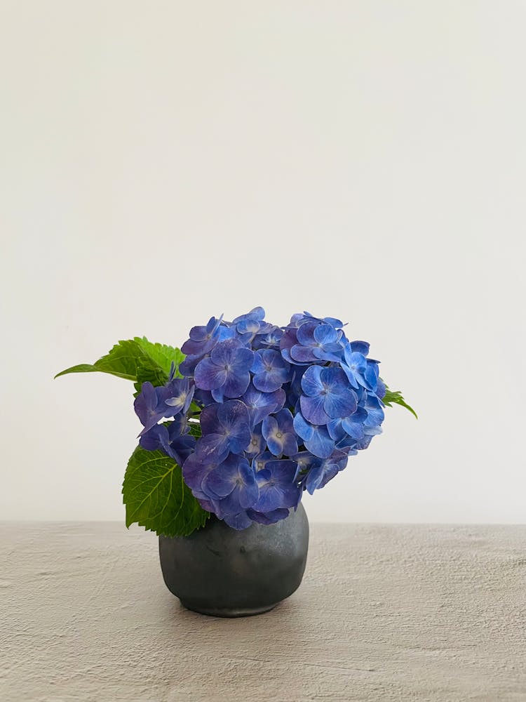 French Hydrangea In A Vase