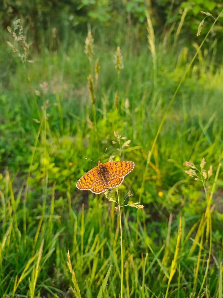 A Melitaea Phoebe On A Plant