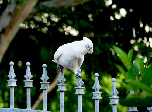 CORELLA 