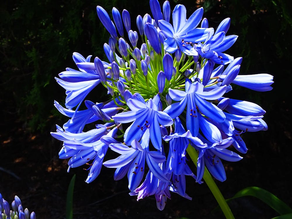 AGAPANTHUS 