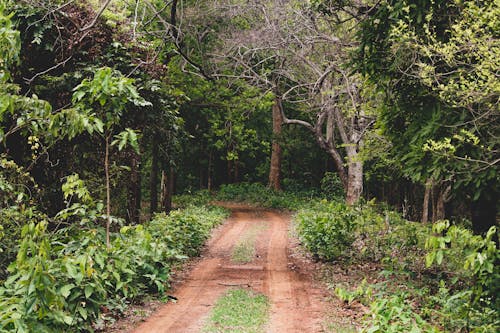 Imagine de stoc gratuită din arbori, cărare, codru