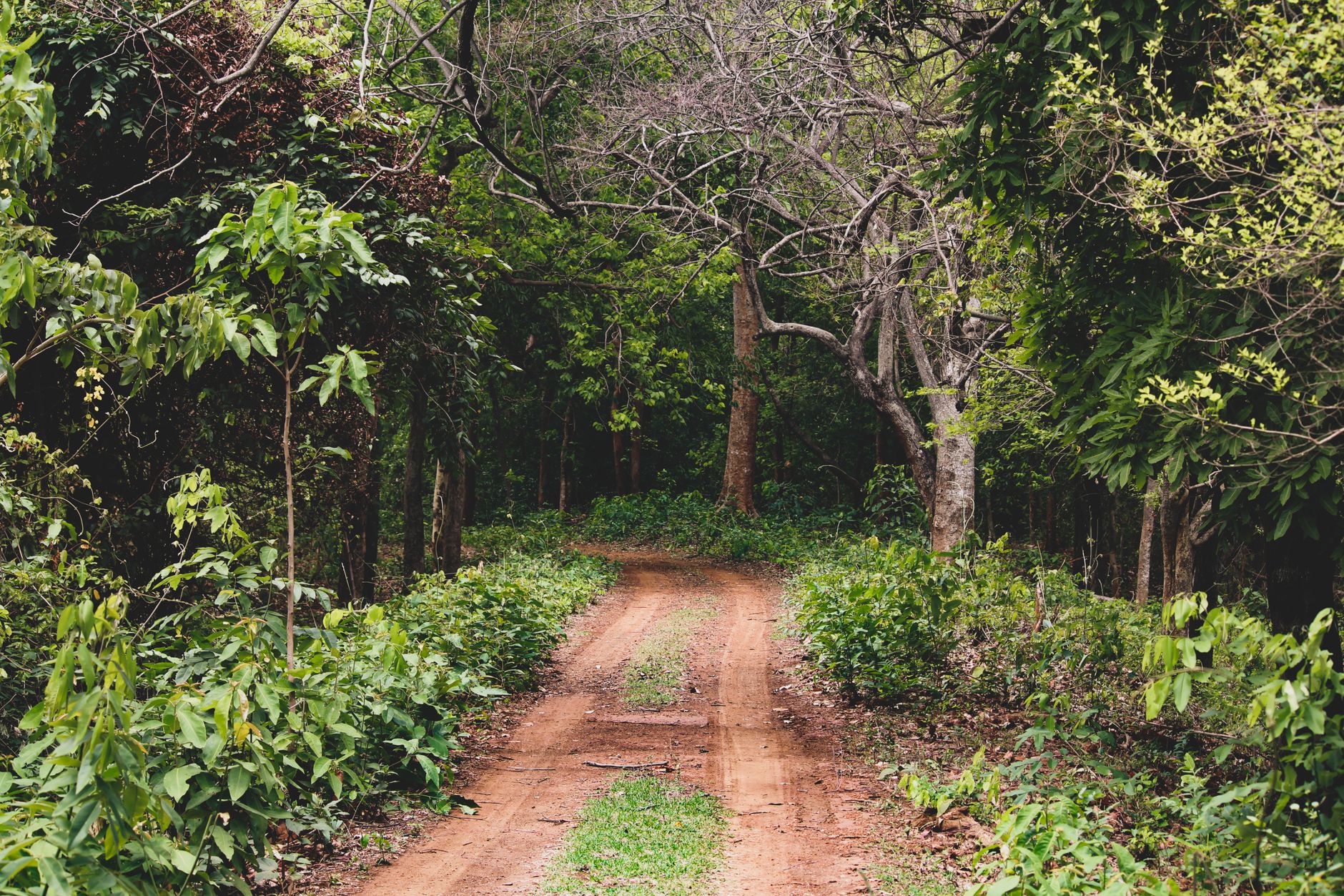 Supreme Court stresses forest protection across India, asks Jharkhand to preserve natural ecosystems