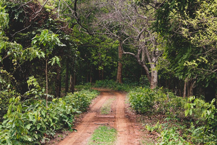 Alipiri Srivari Mettu Path photo 5