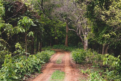 Free Explore the serene forest trail through lush greenery in Jamshedpur, India, perfect for nature enthusiasts. Stock Photo